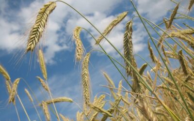 Primeira usina de etanol de trigo é inaugurada