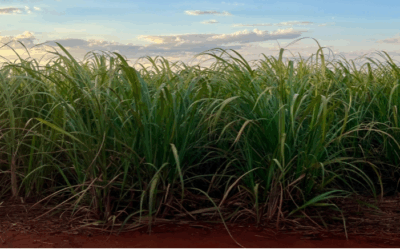 Moagem de cana atinge 47,63 milhões de toneladas na primeira quinzena de agosto