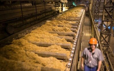 Centro-Sul deve ampliar moagem de cana em 10 milhões de toneladas até março de 2026 com foco no etanol